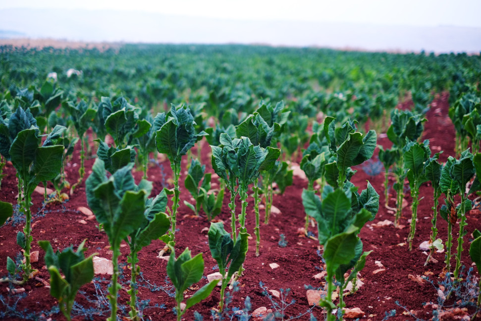 Alimentation bio